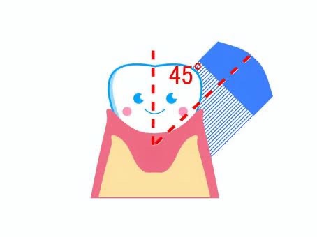 バス法について🪥 画像